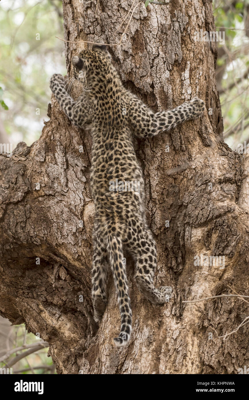 Leopard (panthera pardus), Riserva di Mashatu, tuli block, Botswana Foto Stock