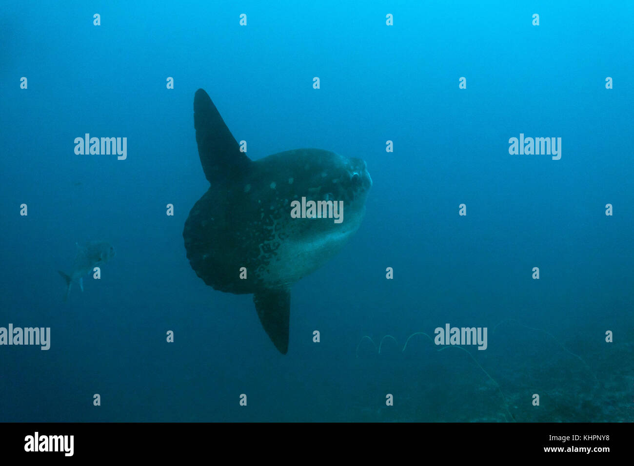 Moonfish (Mola mola), Nusa Lembongan, piccole isole di Sunda, INDONESIA Foto Stock