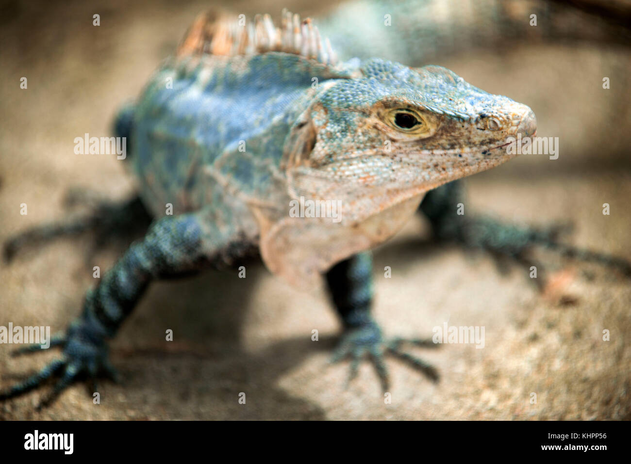 Nero Ctenosaur Iguana Ctenosaura similis adulto Manuel Antonio National Park Central Pacific Coast Costa Rica America centrale. Nero iguana Ctenosaura Foto Stock