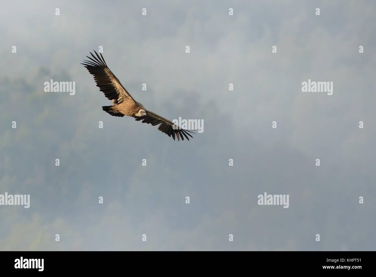 Eurasian grifone (Gyps fulvus) catturati in volo. Vulture volare al di sopra della superficie boschiva catturata dalla nebbia. Foto Stock