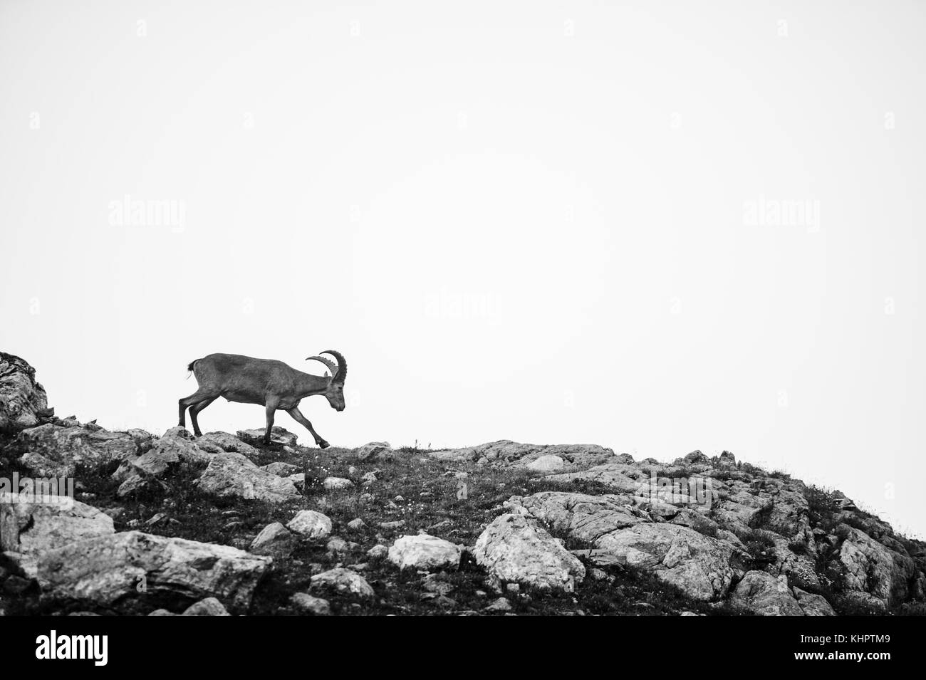 Una capra di montagna guarda il paesaggio, arkhyz, Russia Foto Stock