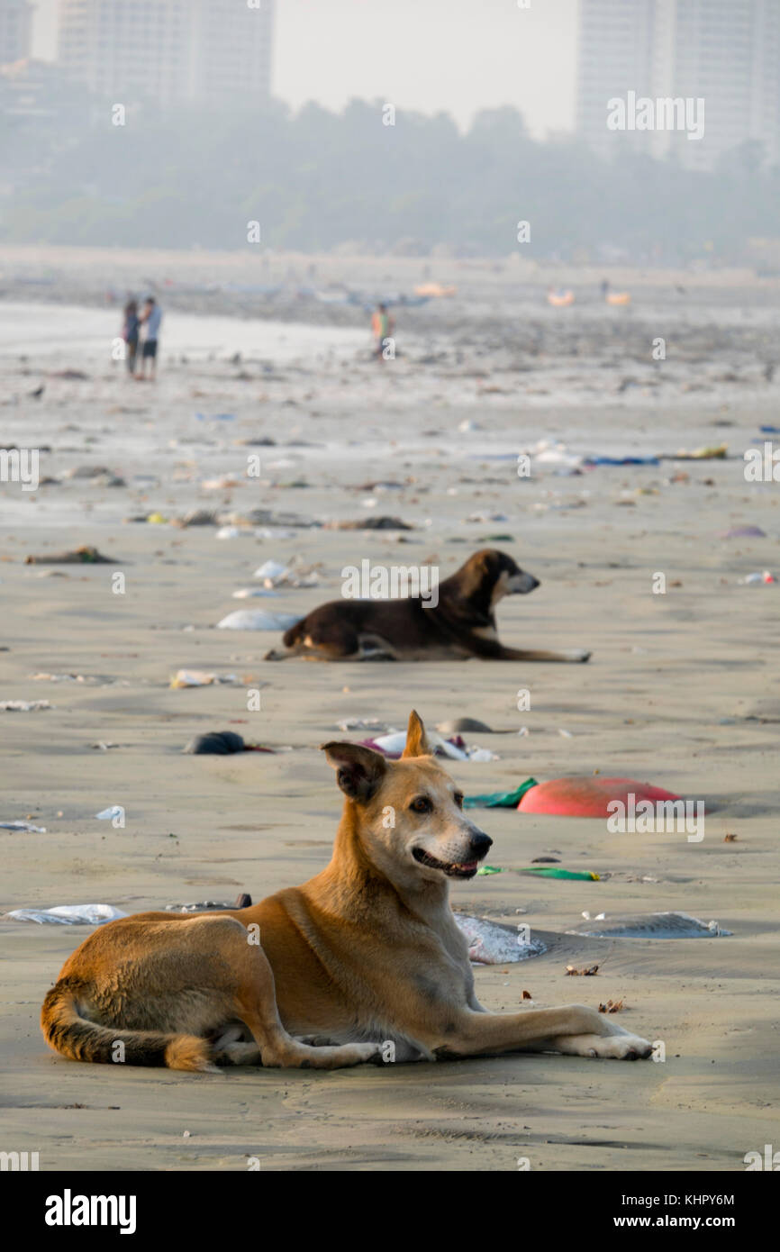 I cani randagi sdraiati sulla sabbia tra immondizia di plastica e di altri rifiuti a versova beach, Mumbai Foto Stock