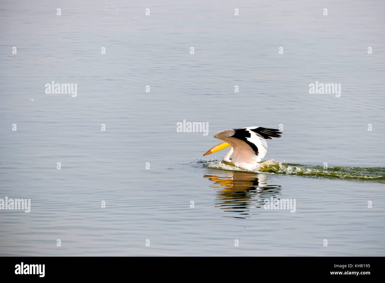 Pelican sull'acqua su un lago con ali aperte Foto Stock