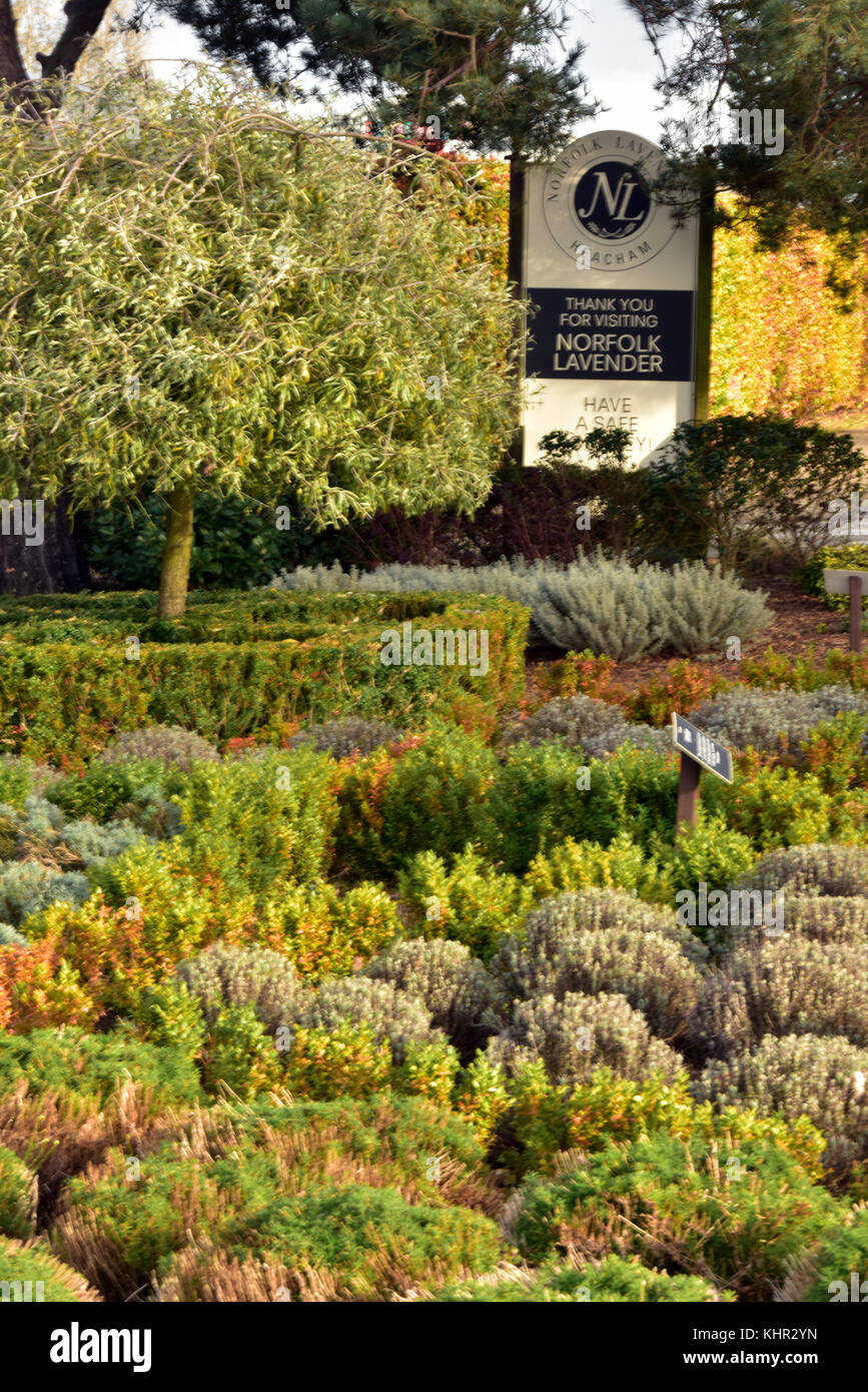 Piante Da Vaso Lavanda Spigo Nardo Lavanda X Hybrida Lavanda X Intermedia Lavanda Angustifolia O L Vera Lavanda Dentata Lavanda Latifolia Lavanda Multifida O L Pinnata Lavanda Spica O L Officinalis Lavanda