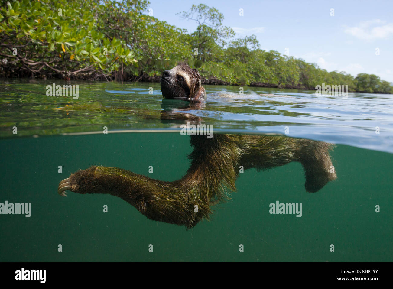 Pigmeo il bradipo (Bradypus pygmaeus) nuoto nella foresta di mangrovie, Isla Escudo de Veraguas, Panama Foto Stock