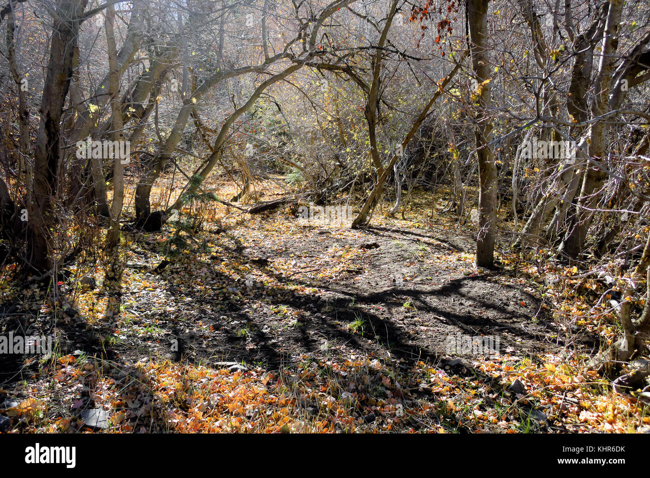 Gli alberi di una realizzazione di una tettoia con caduta foglie illuminate dalla luce del sole. Foto Stock