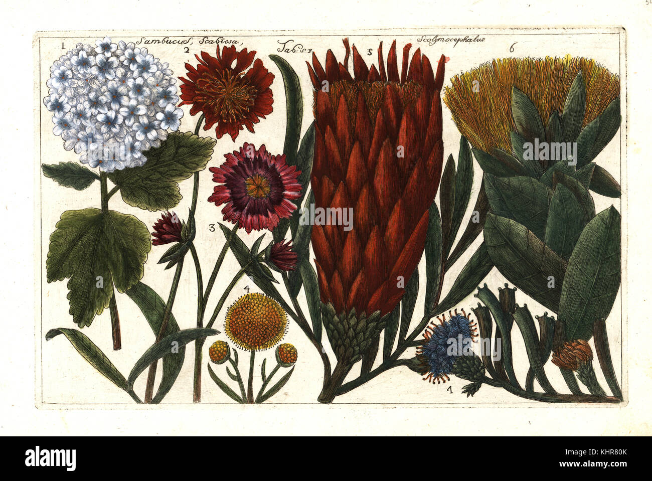 Viburno-rose, Viburnum opulus 1, rosso scabious, Scabiosa peregrina 2, mountain scabious, Pterocephalus dumetorum 3, Devil's bit, Succisa pratensis 4, e il Thistle protea, Protea scolymocephala 5-7. (Sambucus, Scabiosa, Scolymocephalus.) Handcolored incisione su rame dopo Mario Cammerari dal Professor Filippo Arena's la natura e cultura dei fiori fisicamente esposta (la natura e la cultura di fiori fisicamente visualizzato), Palermo, Italia, 1771. Foto Stock