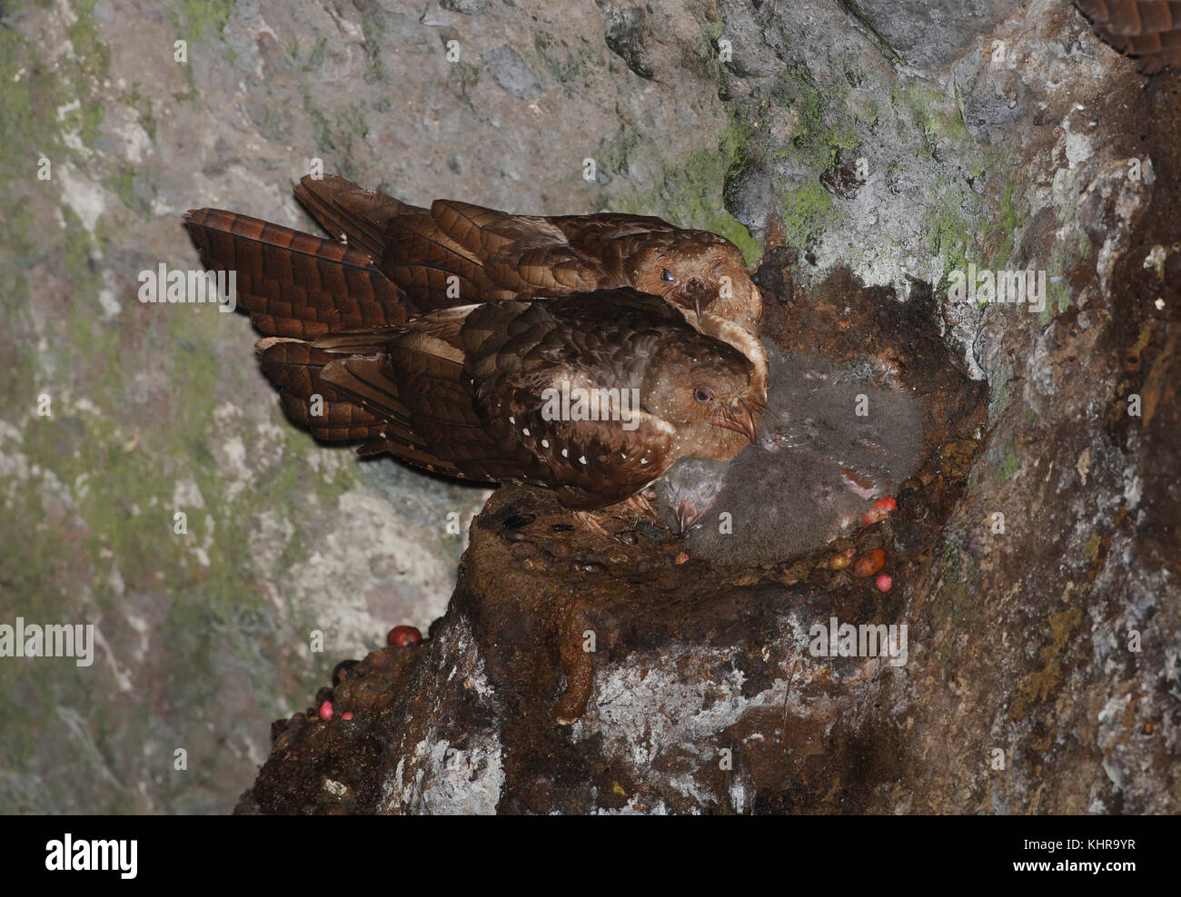 Oilbird (Steatornis caripensis) coppia in grotta, Pichincha, Ecuador Foto Stock