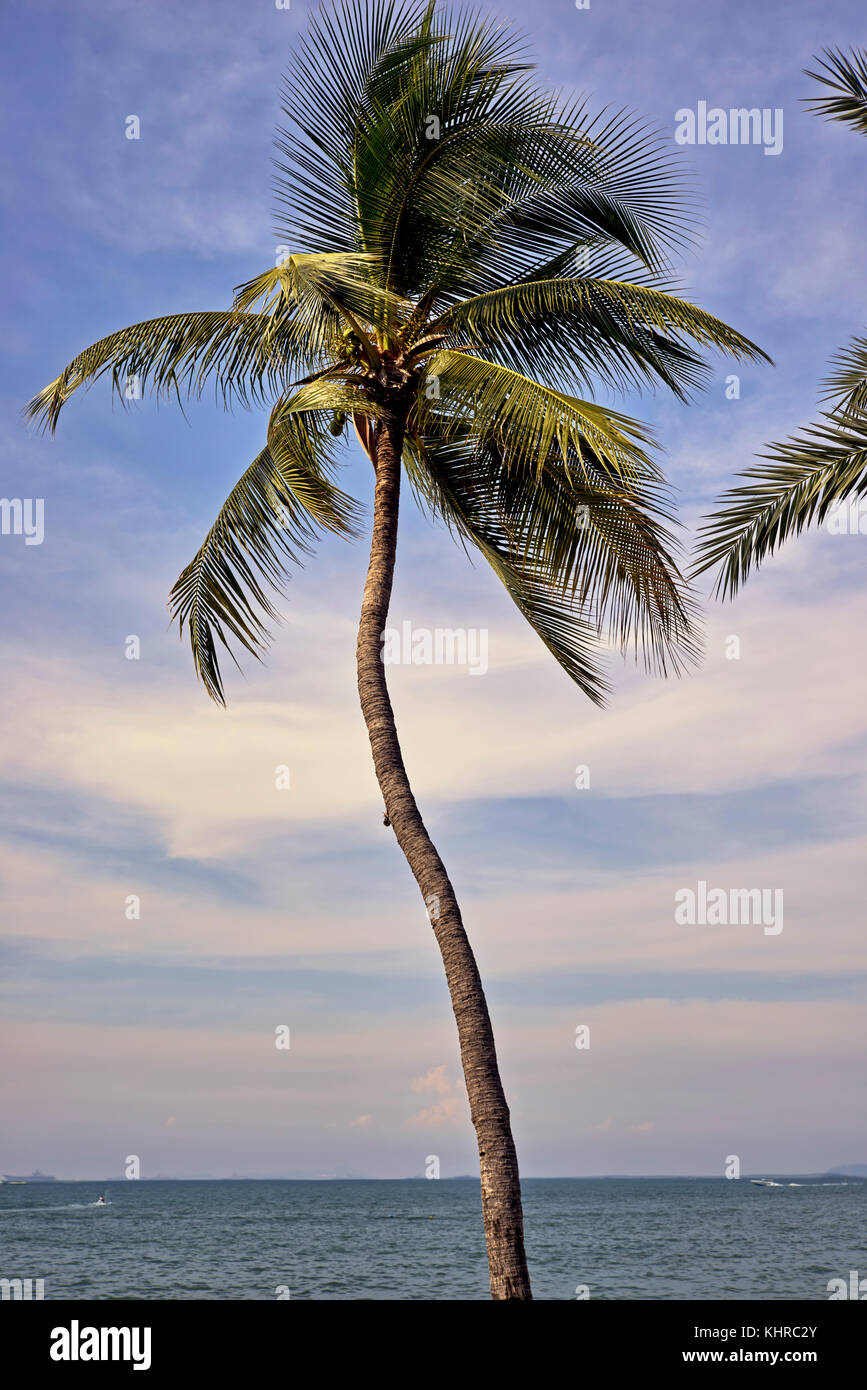Scena tropicale. Un'unica palma in piedi contro un sole che tramonta. Pattaya Beach, Thailandia Sud-Est asiatico. Foto Stock