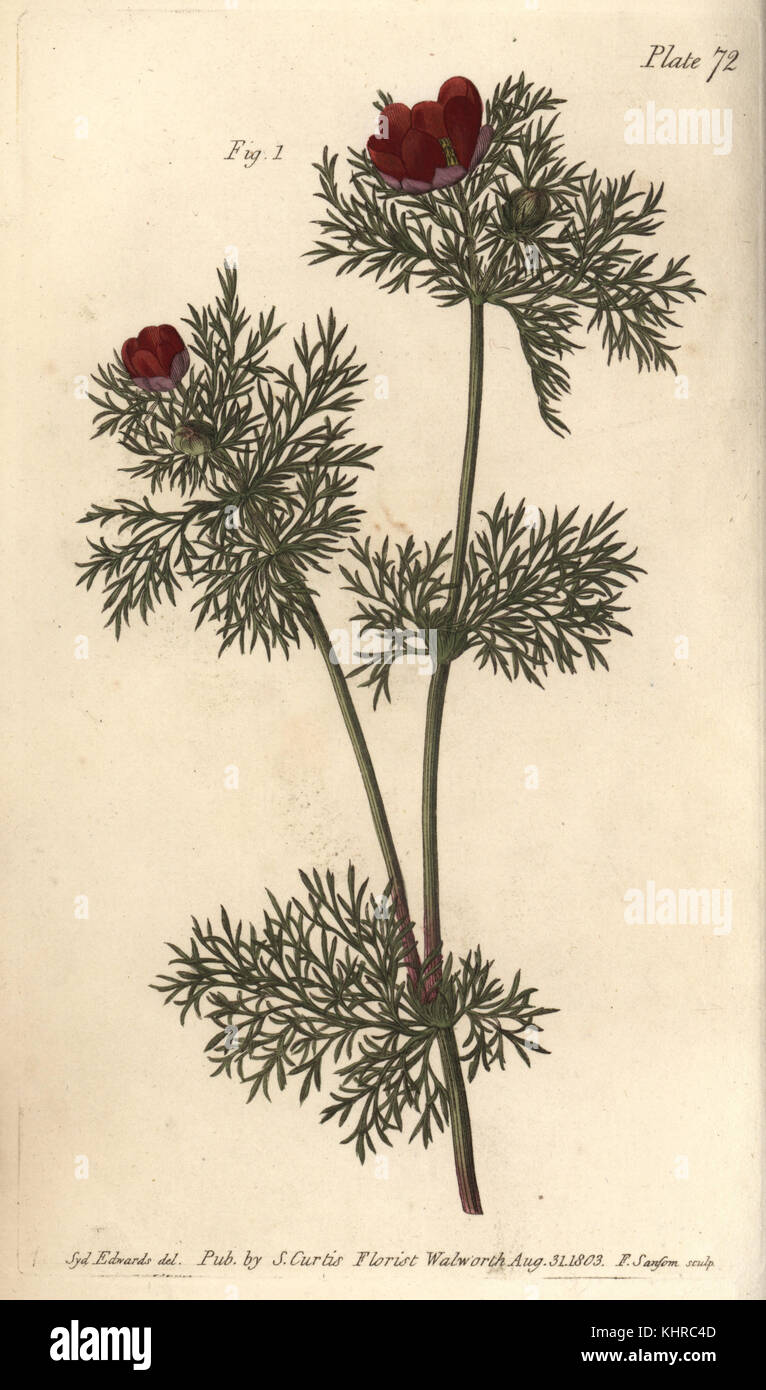 Occhio di fagiano, Adonis annua, Polygynia, fiore ermafrodite con molte pistilla. Incisione a mano su copperplate di F. Sansom di un'illustrazione botanica di Sydenham Edwards per le Lezioni di William Curtis sull'Botanica, come consegnata nel Giardino Botanico di Lambeth, 1805. Foto Stock