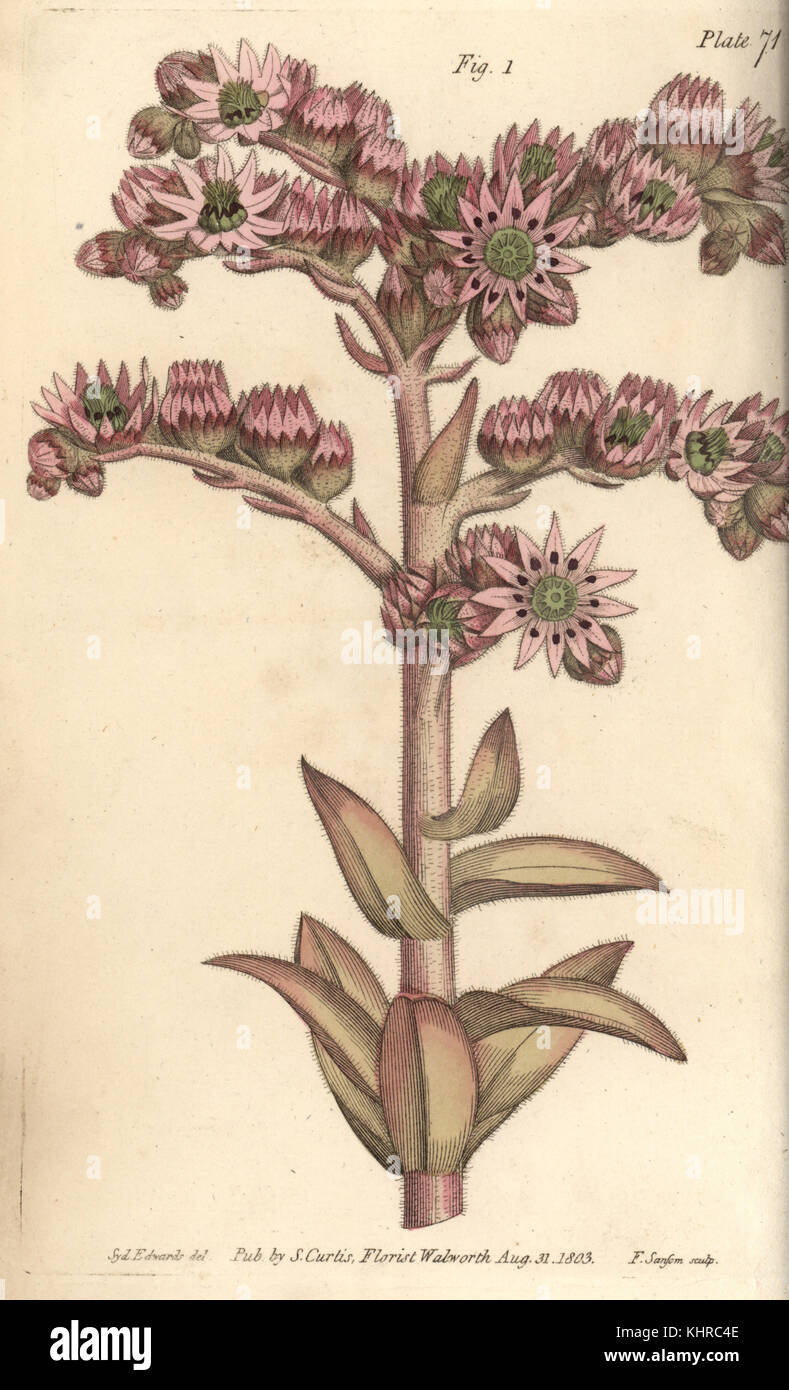 Houseleek, Sempervivum tectorum, Dodecagynia, ermafrodite fiore con 12 pistilla. Incisione a mano su copperplate di F. Sansom di un'illustrazione botanica di Sydenham Edwards per le Lezioni di William Curtis sull'Botanica, come consegnata nel Giardino Botanico di Lambeth, 1805. Foto Stock