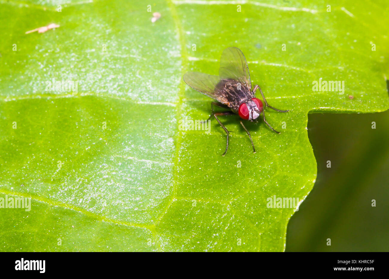 Close up housefly sulla foglia verde Foto Stock