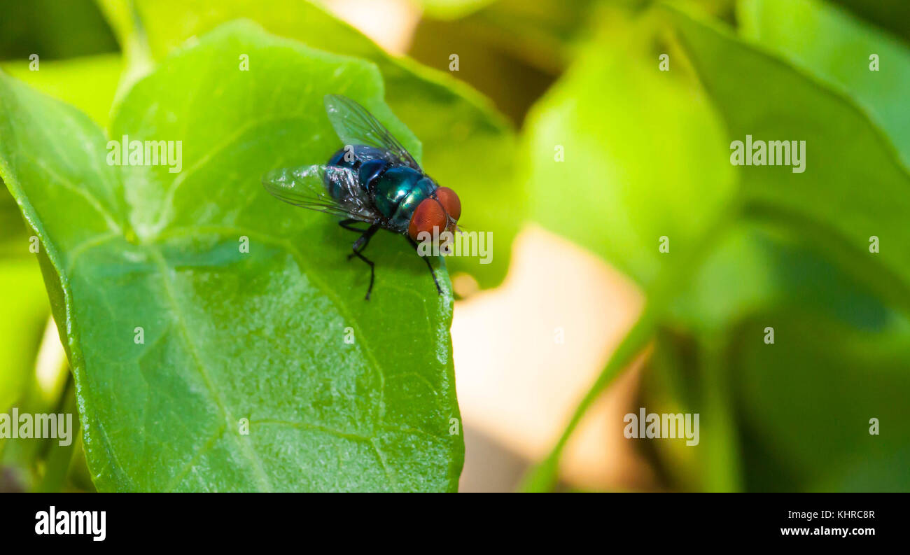 Chiudere fino poco housefly unico sulla foglia verde Foto Stock