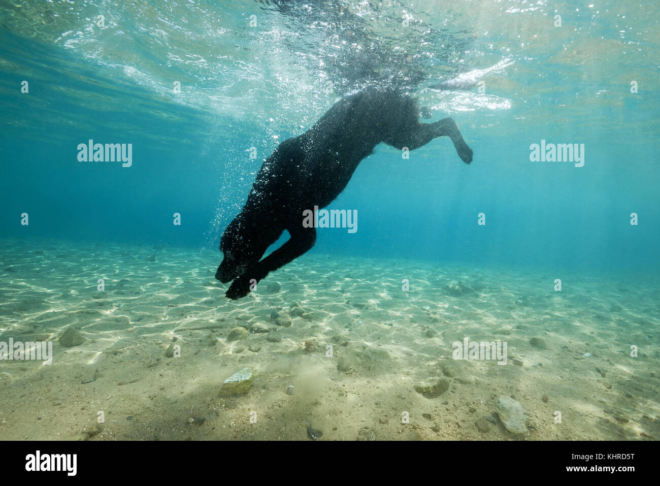 Cane nero si tuffa sotto l'acqua dietro una pietra Foto Stock