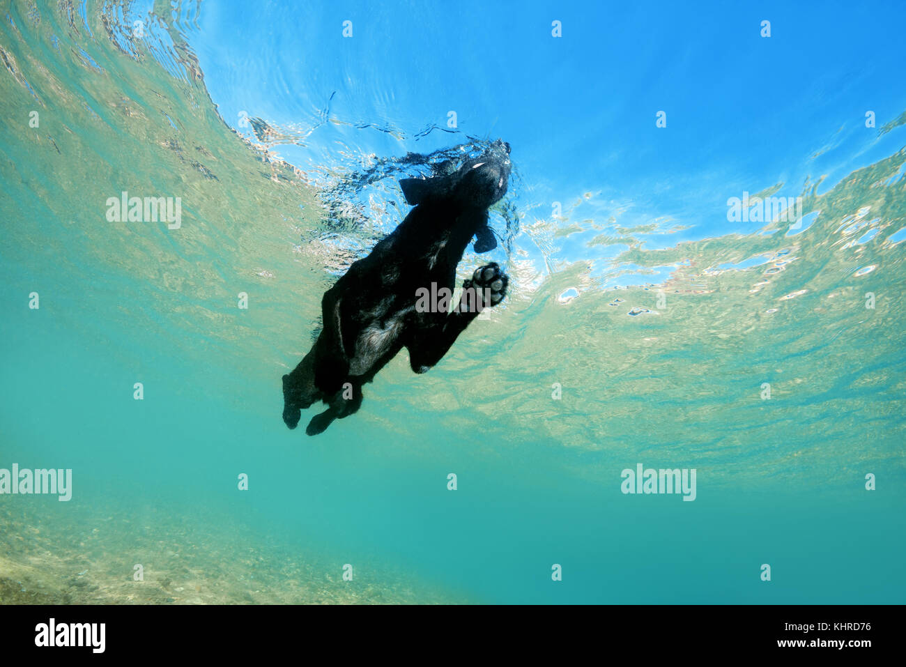 Cane nero galleggia sulla superficie dell'acqua Foto Stock
