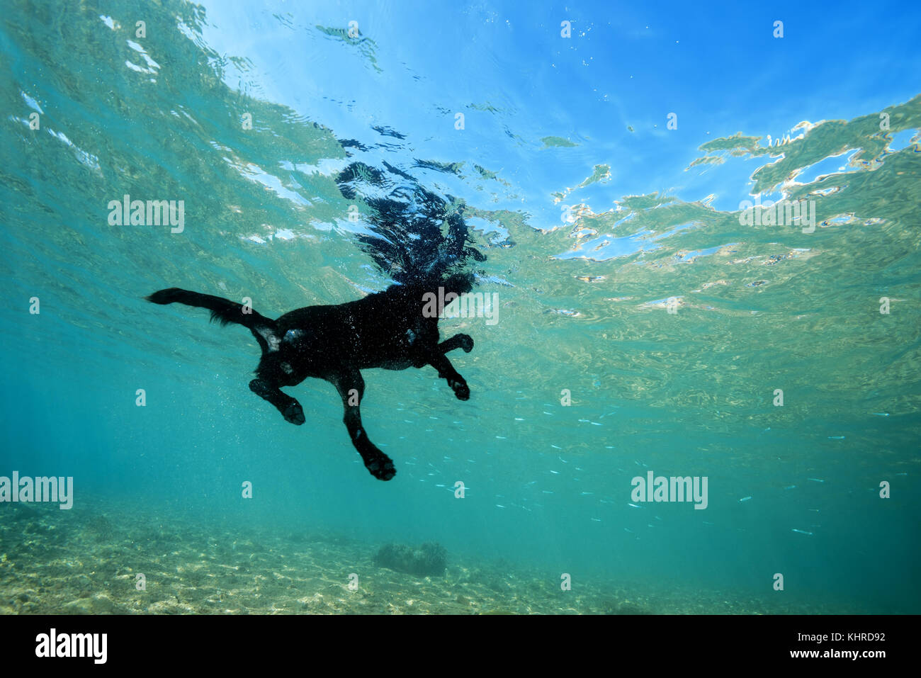 Cane nero galleggia sulla superficie dell'acqua Foto Stock