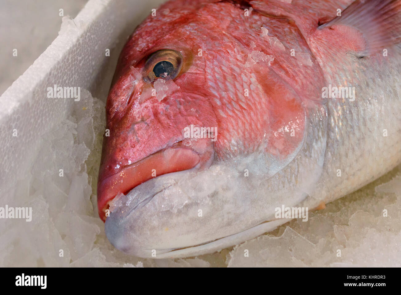 Close-up di appena catturati red snapper o Lutjanus campechanus con denti affilati su ghiaccio per la vendita in greco mercato del pesce Foto Stock