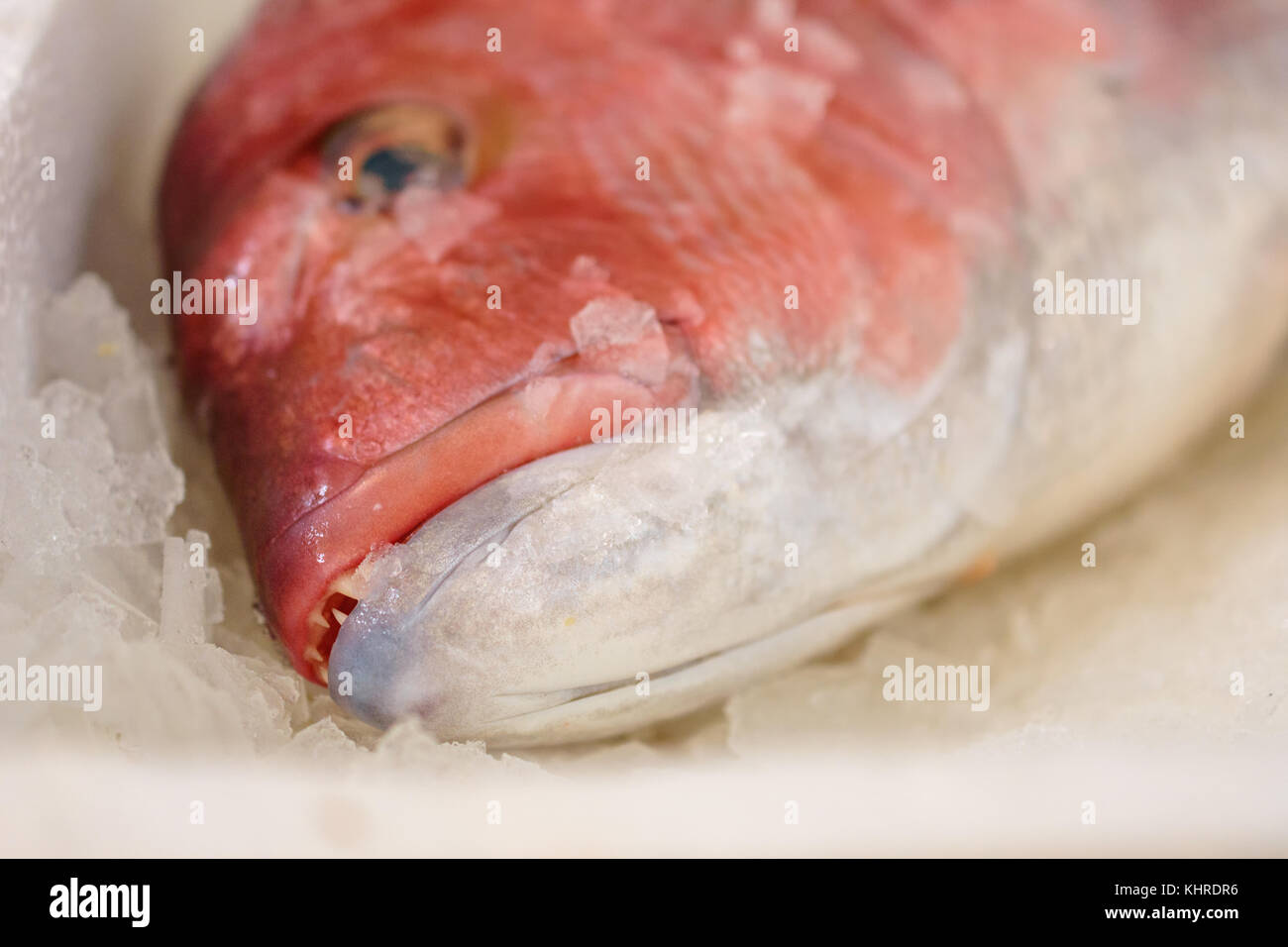 Close-up di appena catturati red snapper o Lutjanus campechanus con denti affilati su ghiaccio per la vendita in greco mercato del pesce Foto Stock