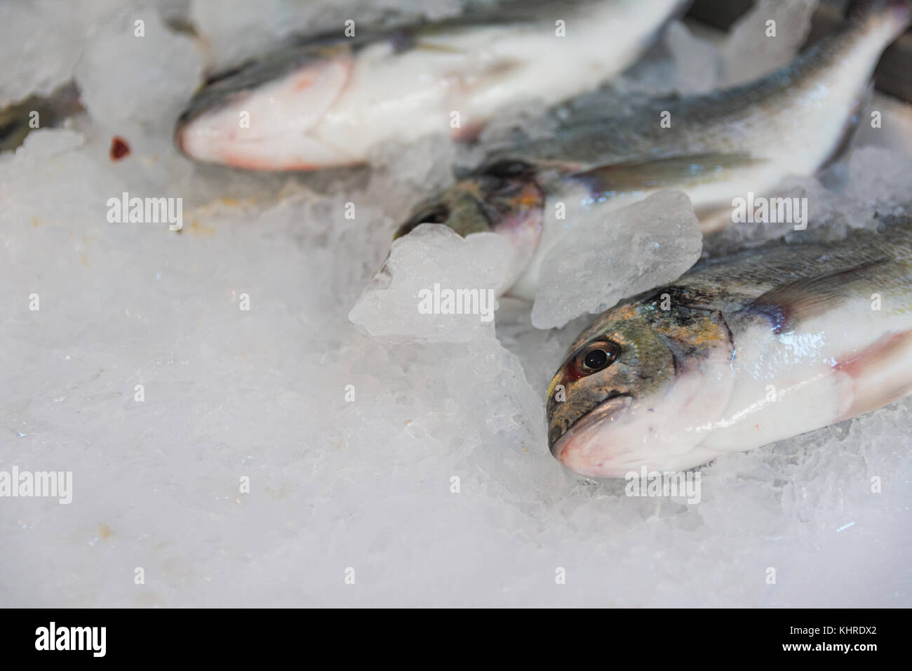 Close-up di appena catturati orata orata o Sparus aurata su ghiaccio schierate per la vendita in greco mercato del pesce Foto Stock