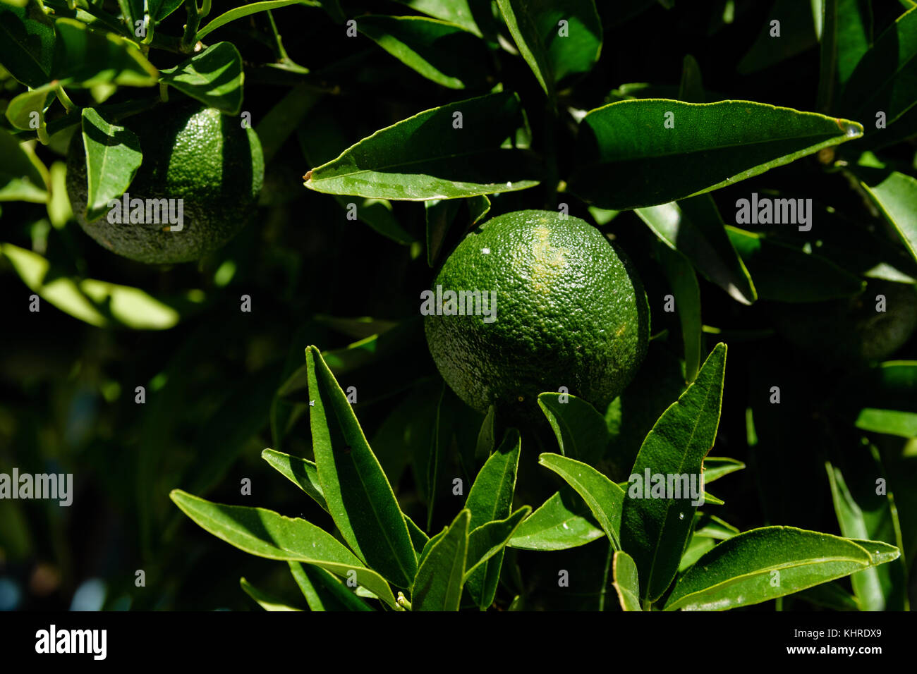 Limes in presenza di luce solare appeso dalla struttura ad albero Foto Stock