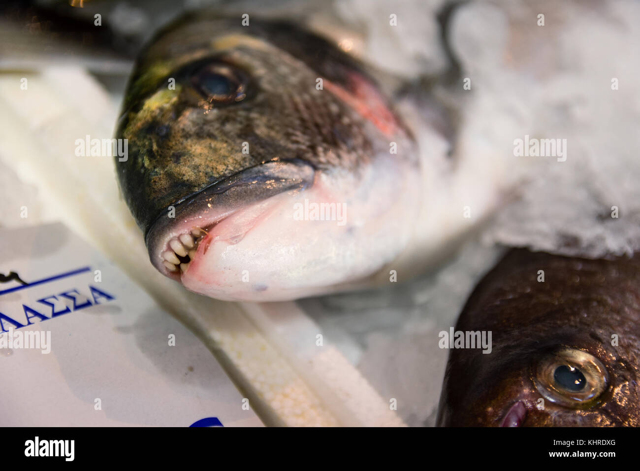 Close-up di appena catturati orata orata o Sparus aurata con bocca aperta e denti affilati su ghiaccio per la vendita in greco mercato del pesce Foto Stock