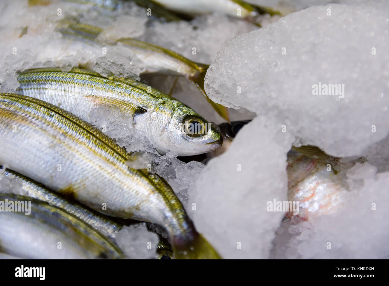 Close-up di appena catturati boga pesce o Boops boops per la vendita in greco mercato del pesce Foto Stock