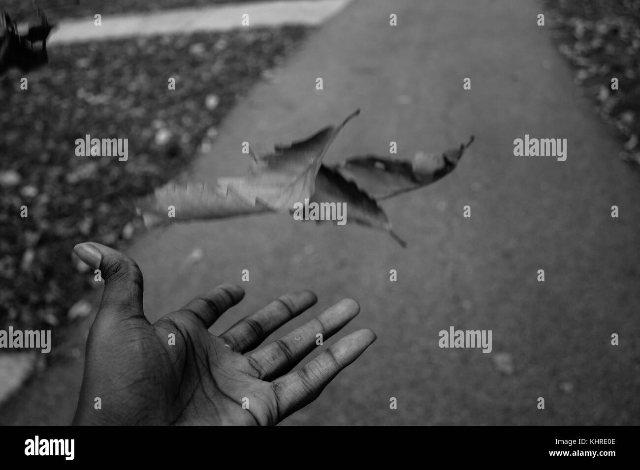 Allentando la presa di una foglia Foto Stock