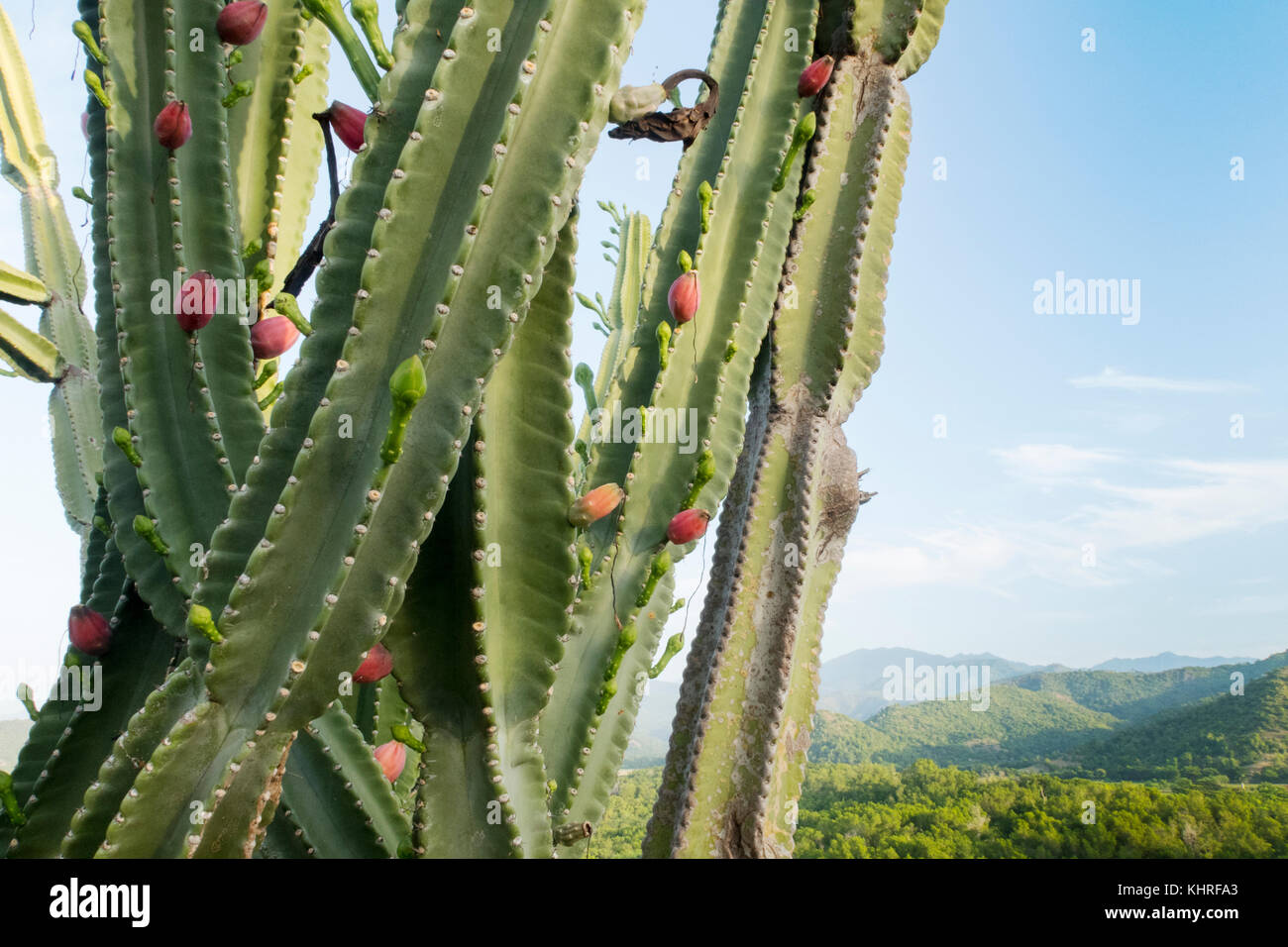 San Pedro cactus, echinopsis Pachanoi crestato, Foto Stock
