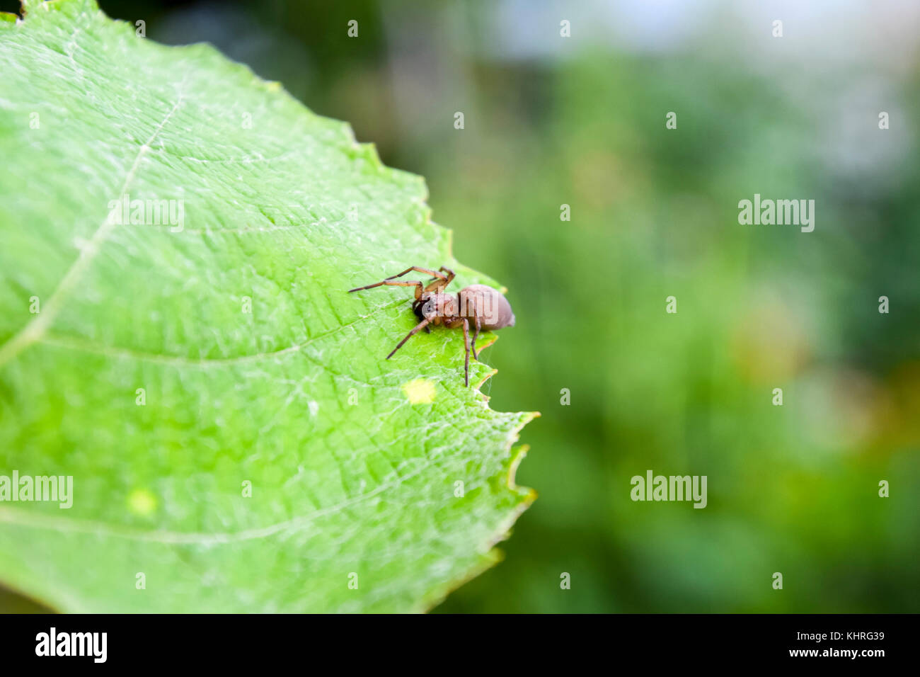 Mizgir. spider tarantola. araneomorphic spider spider il lupo Foto Stock