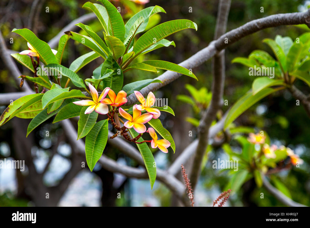 Plumeria fioriture dei fiori su un ramo, Santa Catarina Park, Funchal, Madeira Foto Stock