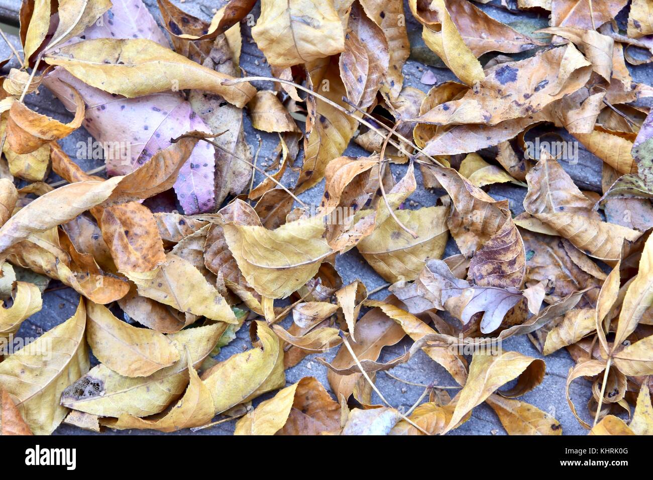 Mucchio di foglie cadute durante la stagione autunnale Foto Stock