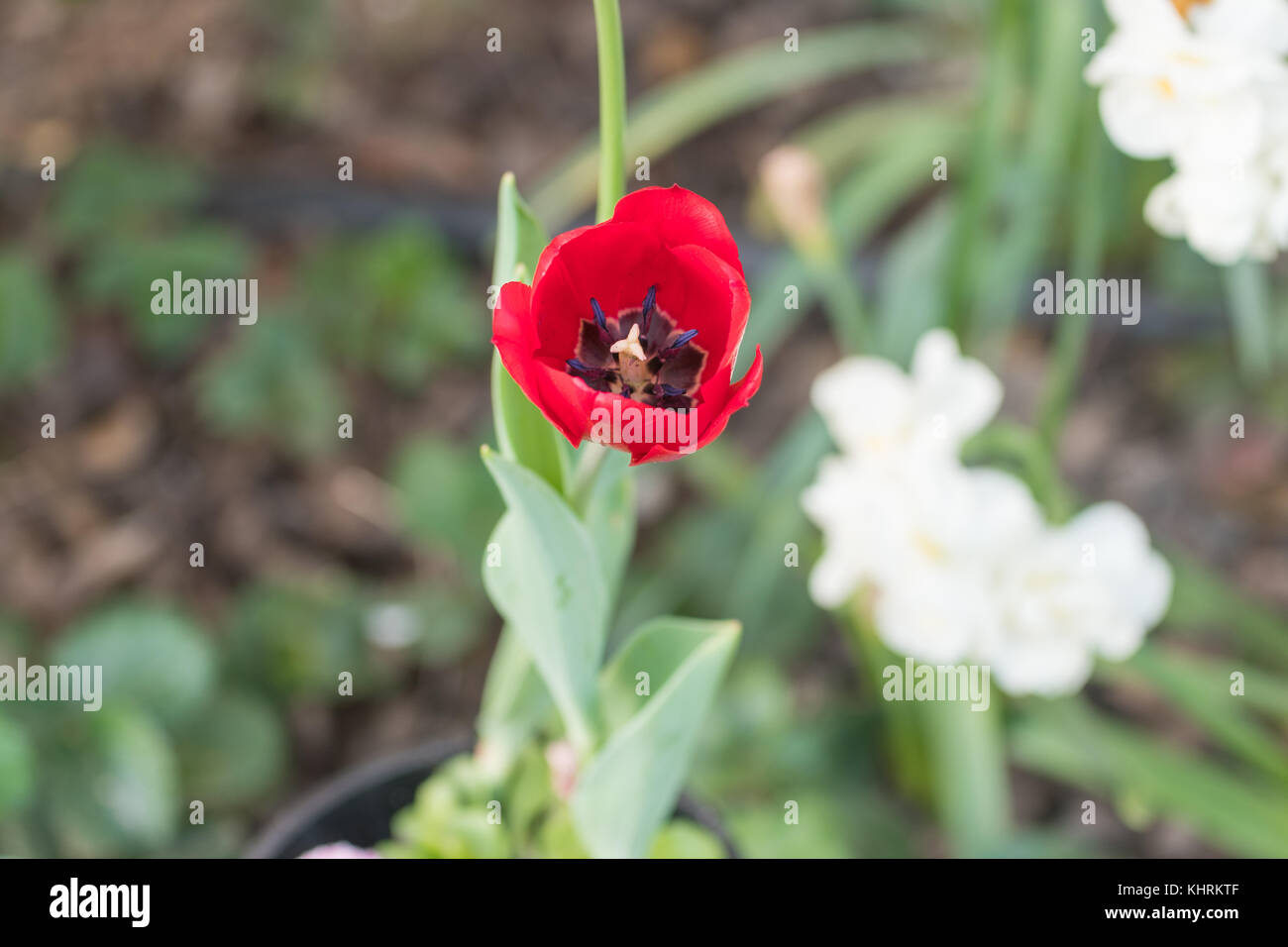 Un vivace colore rosso tulip scoppio aperto su una soleggiata e calda giornata di primavera con alcuni jonquils bianca sfumata in background Foto Stock