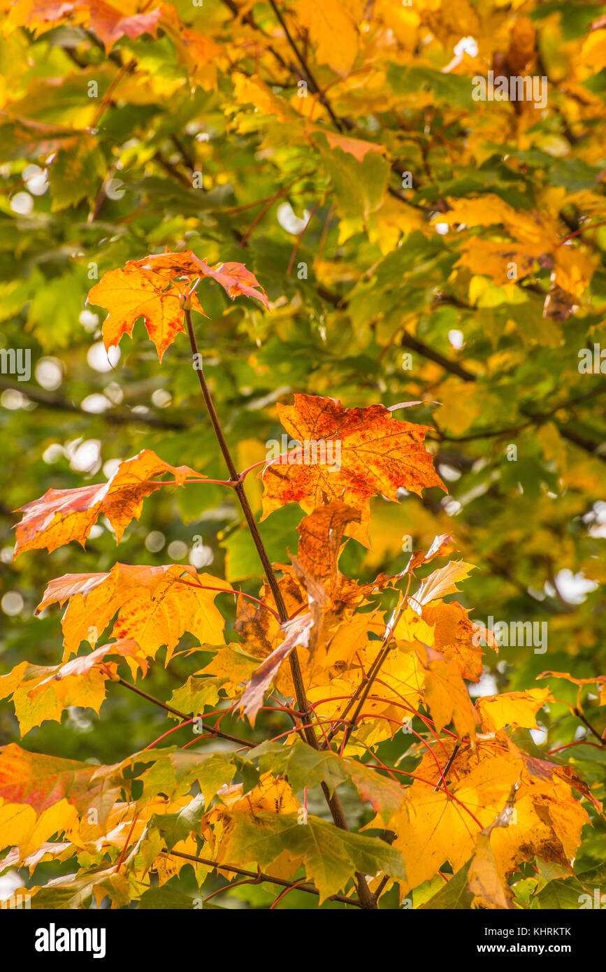 Colore su alberi autunno ray boswell Foto Stock
