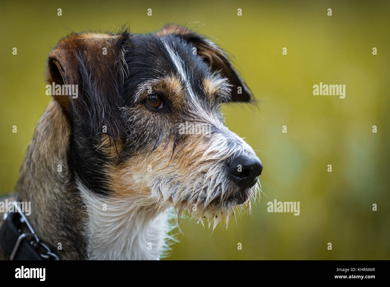 Un colpo di un bassotto terrier mix cane nel profilo laterale. attento sguardo e mantiene ancora erschön. Foto Stock