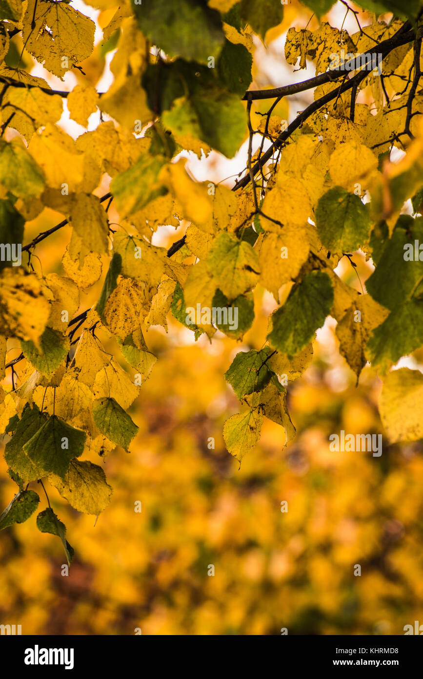 Foglie di autunno natura luce brillante ray boswell Foto Stock