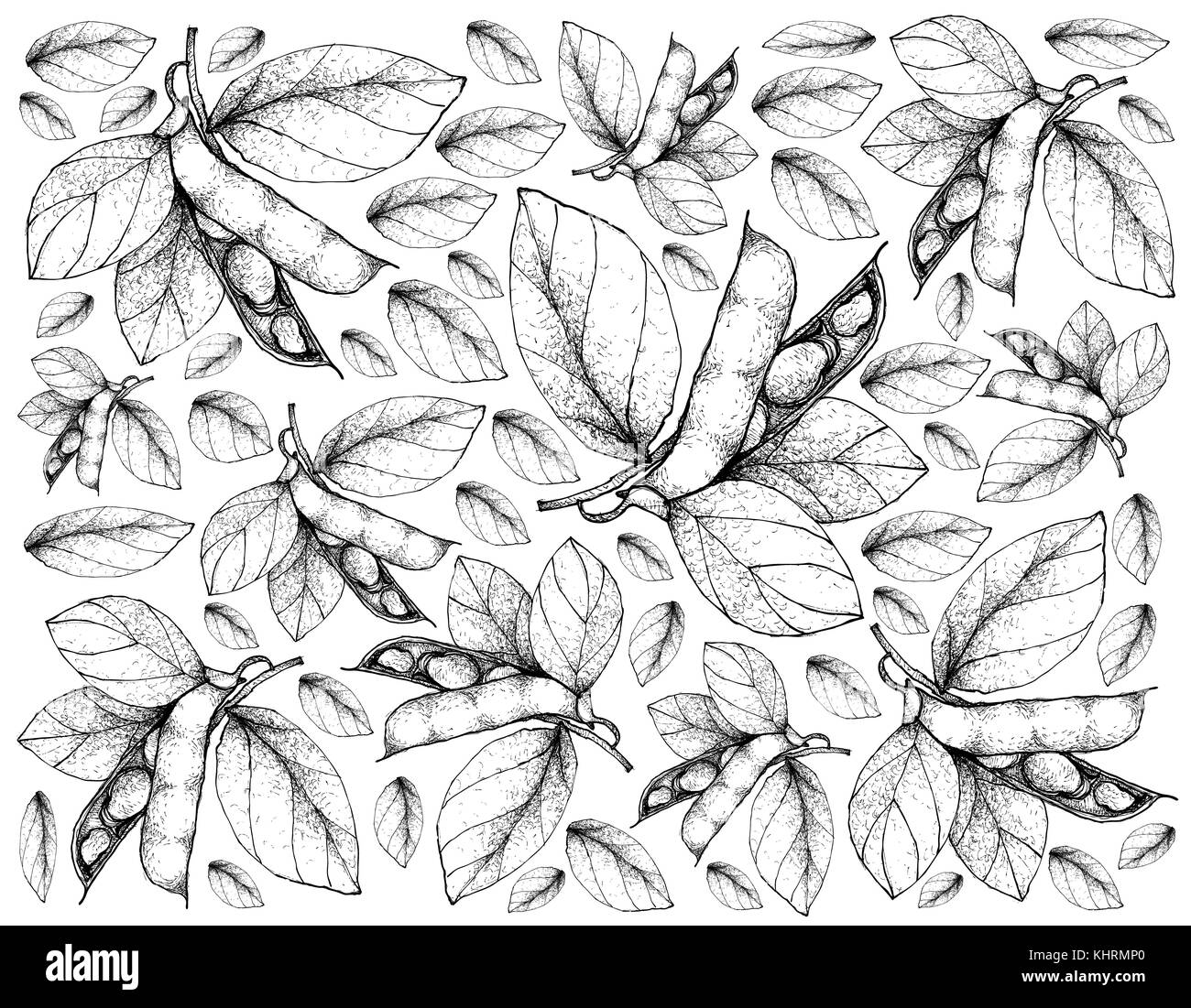 Vegetale, illustrazione di sfondo modello di fave fresca o fagioli larghi disegnati a mano, utilizzato sia nelle ricette dolci che salate. Foto Stock