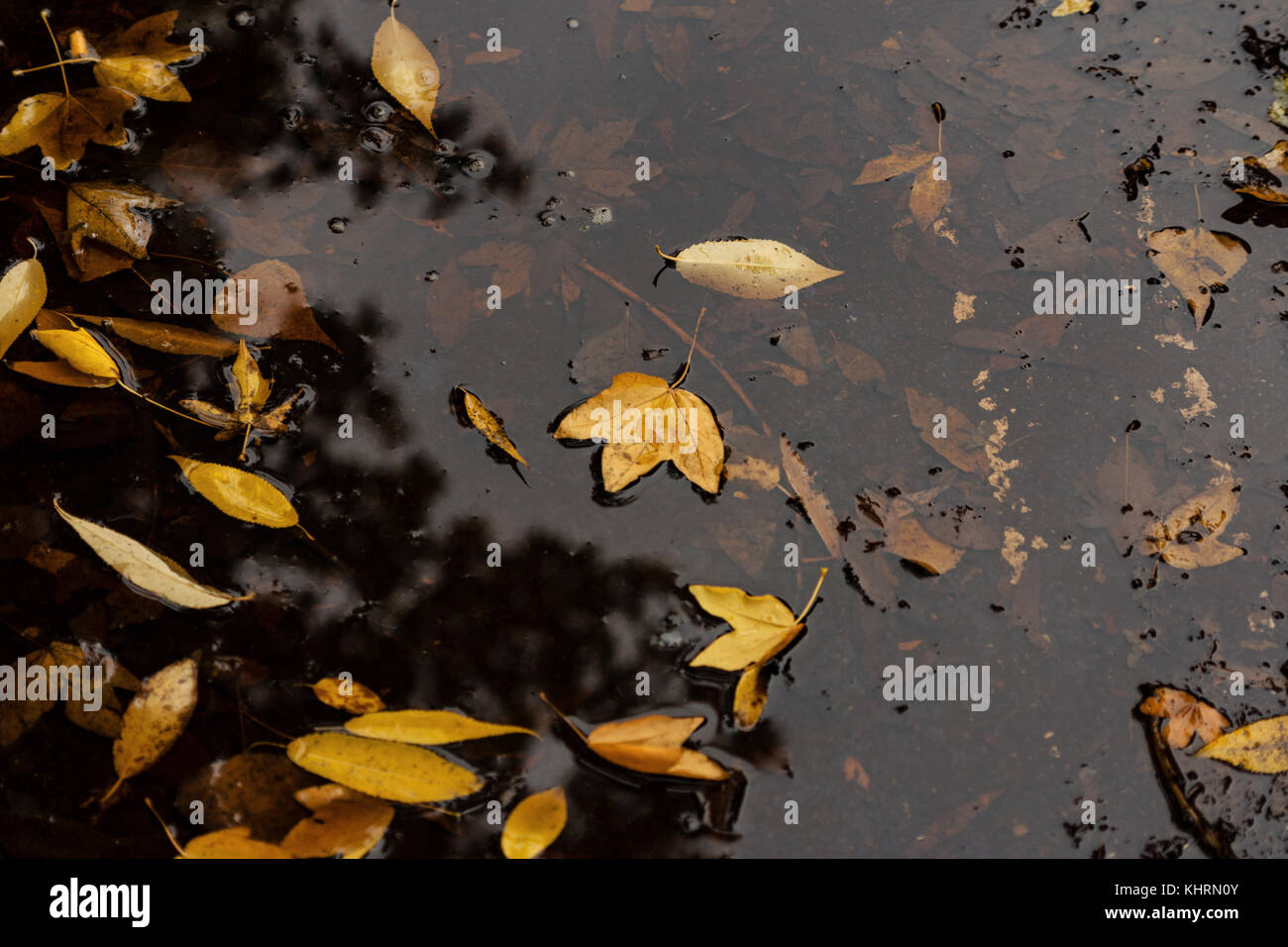 Foglie di autunno nella pozza di acqua Foto Stock