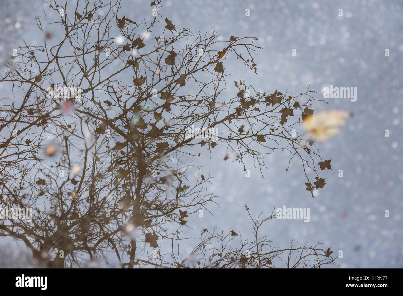 La riflessione in acqua di alberi con foglie di autunno Foto Stock