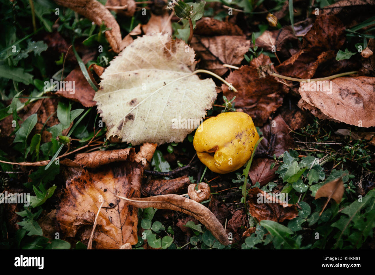 Mela marcia da foglie di autunno Foto Stock