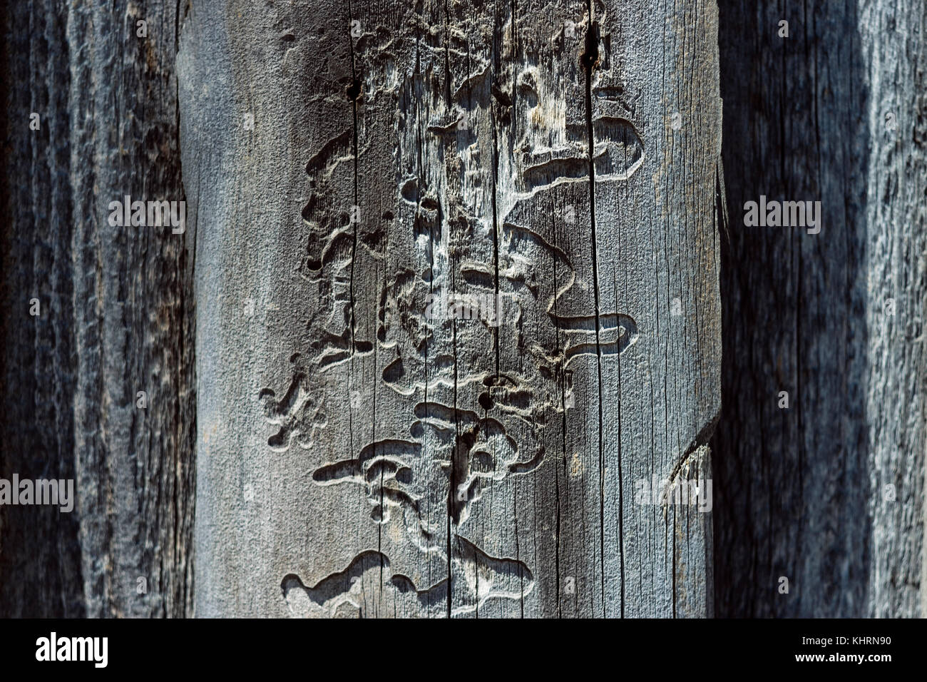 La texture del vecchio muro di legno consumato dal legno termiti Foto Stock