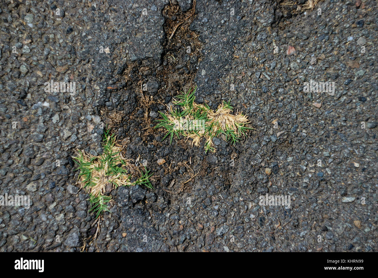 Angolo di alta vista di erba secca crescendo attraverso crepe asfalto Foto Stock