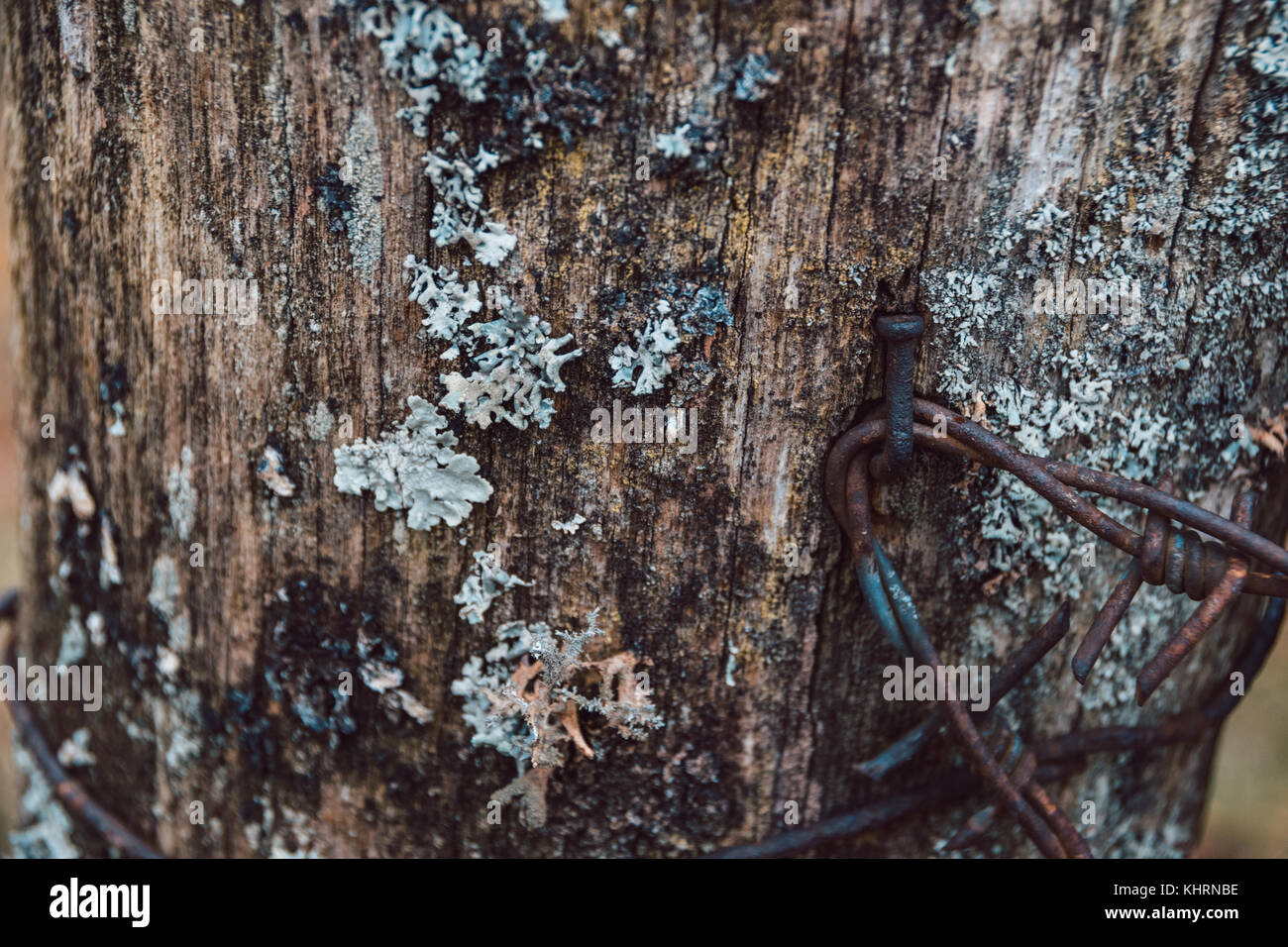 Close-up di renne lichen o Cladonia rangiferina crescente sul vecchio recinto in legno post con chiodi arrugginiti Foto Stock