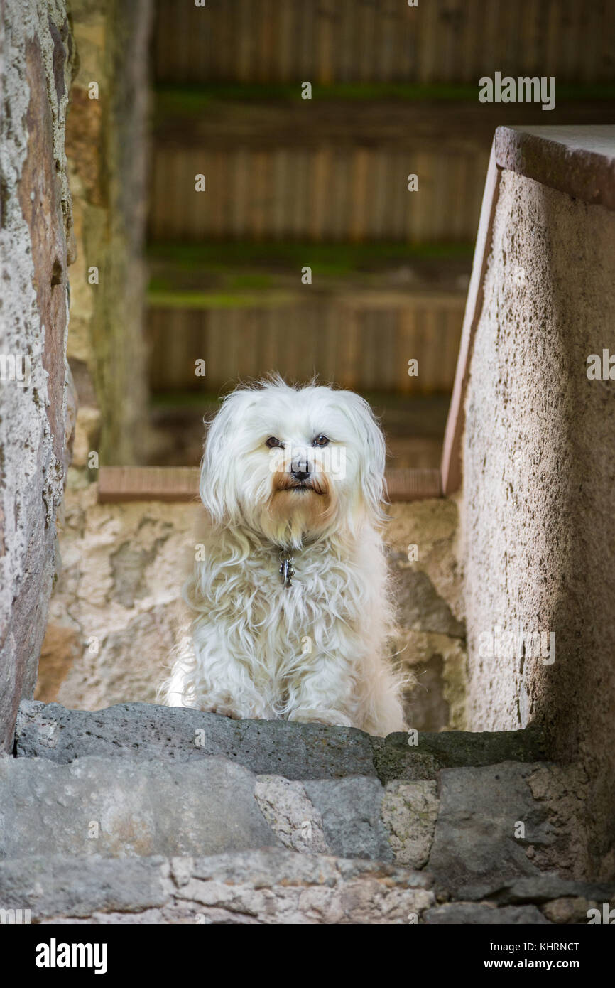 Un piccolo cane bianco seduto in cima alle scale, guardando verso il basso per il fotografo. Foto Stock