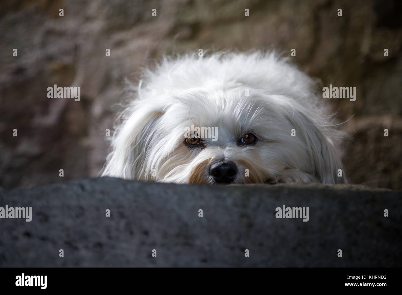 Ein kleiner weißer hund liegt auf einer steinstufe und blickt in die kamera. Foto Stock