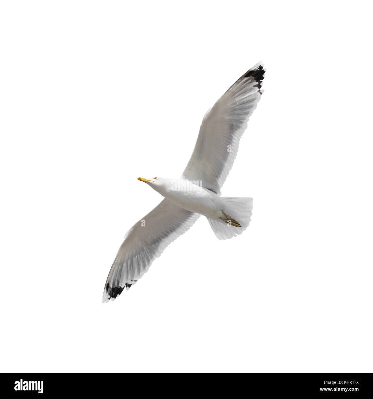 Flying seagull isolato Foto Stock