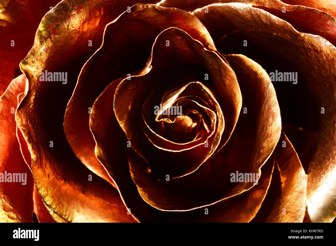 Red Rose Coperto Con Vernice Dorata Particolari Foto Stock Alamy