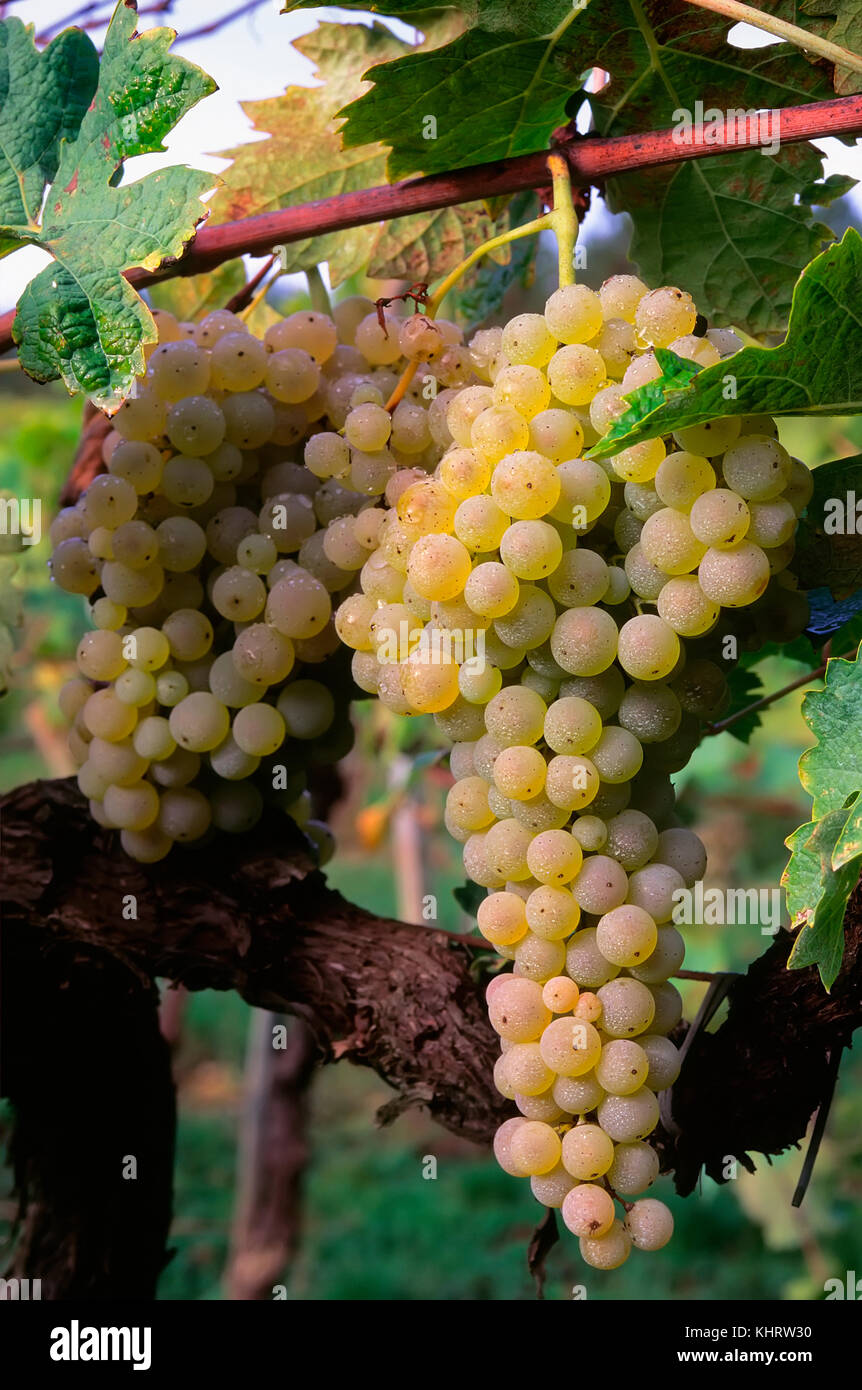 Il Brunch di uva Trebbiano sulla vite (Vitis vinifera), uva bianca adatto per la produzione di vino Foto Stock