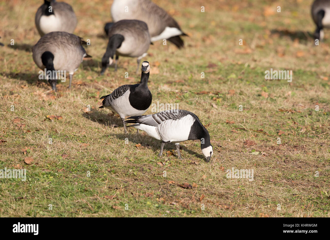 Oche facciabianca (Branta leucopsis), Welshpool,il Galles Centrale Foto Stock