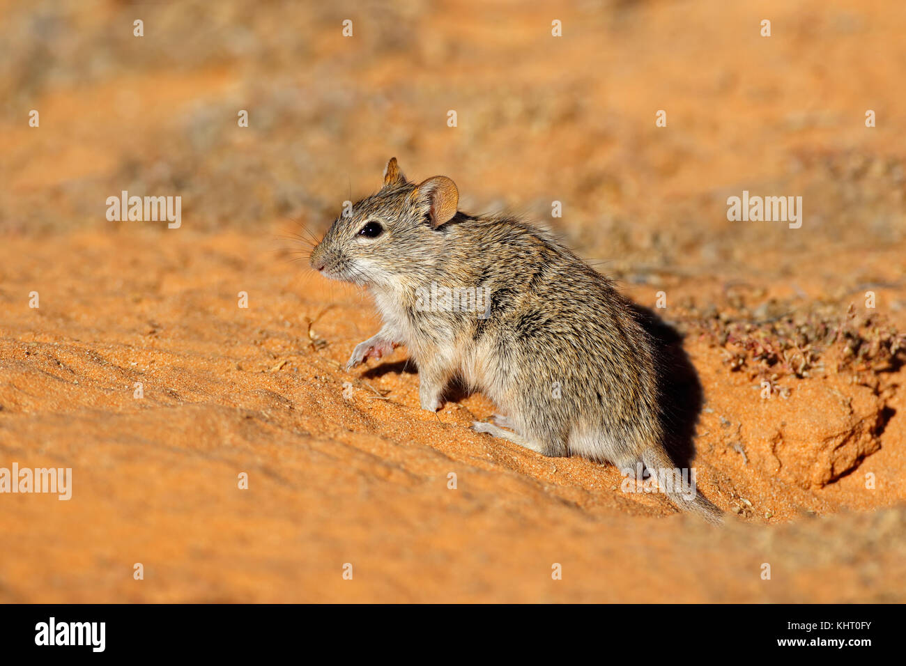 Un avviso con striping (mouse rhabdomys pumilio) in habitat naturale, sud africa Foto Stock