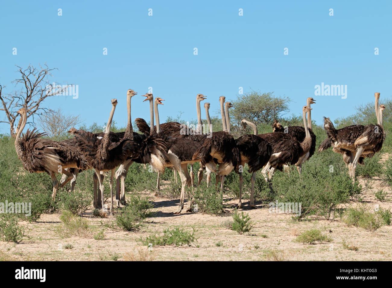 Gruppo di struzzi (Struthio camelus) in habitat naturale, deserto Kalahari, sud africa Foto Stock